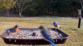 BLUEBIRDS visit Live Bird Feeder Cam - Gettysburg PA 1\/27\/21