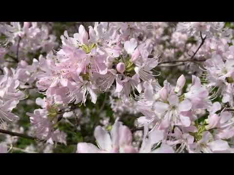 Video: Arboretum v vasi Opechensky Posad opis in fotografije - Rusija - severozahod: regija Novgorod