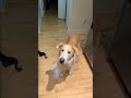 #cool #viralvideo #humor #funny #shortvideo #viral #algorithm