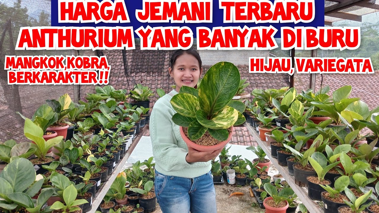 harga jemani paling dicari| harga terbaru anthurium paling banyak diburu| harga anthurium