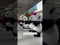 Bumped into Panda Parade - Thai Version 🐼 OMG !! This is so cute 🤣