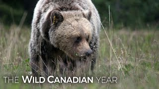 Female Bear Shows Young Male How Mating Season is Done in the Rockies