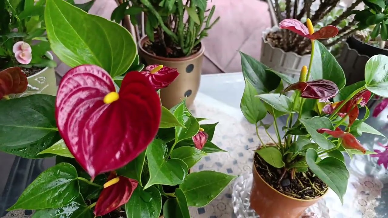 Antoryum Çiçeğinin Bakımı Anthurium Care Neden Çiçek Açmaz Yaprakları Neden Sararır ve Kurur ‼️