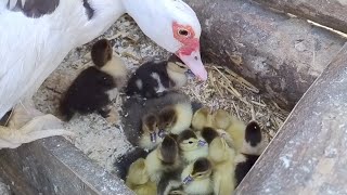 Hatching Muscovy Ducklings: 4 Nests, 30 Ducklings & a Happy Dog