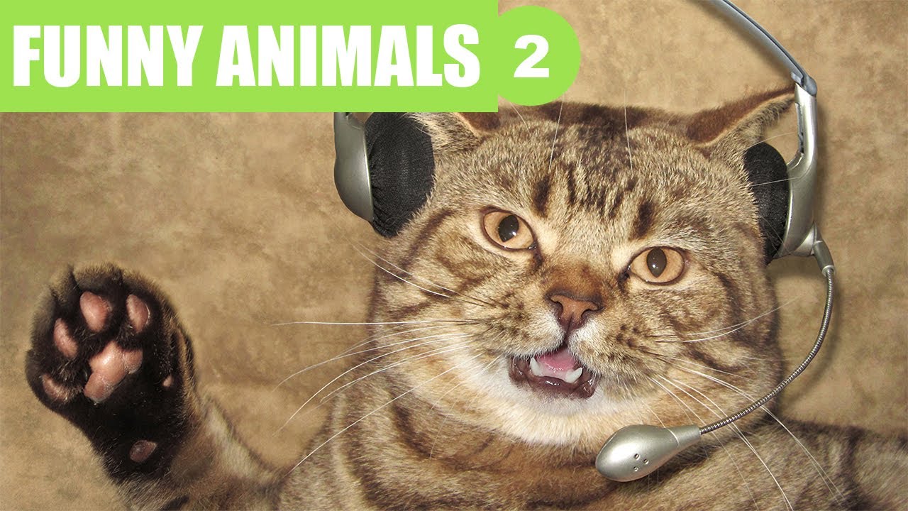 Funniest Animals Best Of The 2020 Funny Animal Videos Cutest