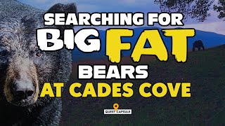 CADES COVE - Searching For BIG FAT Black Bears at Cades Cove (2022)
