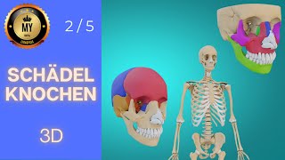 Anatomie des Schädels: Ein umfassender Leitfaden in 3D 4k