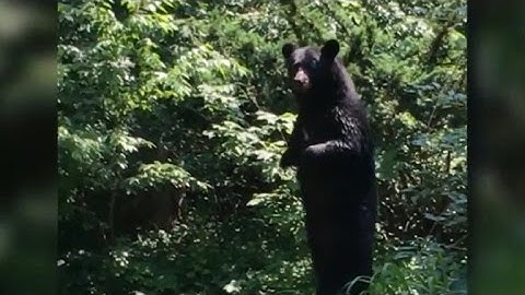 "Pedals" the walking bear returns