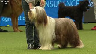 Best of Breed, Pastoral Group|BEARDED COLLIE|