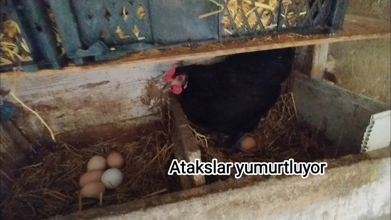 Atakslar devam maşallah 