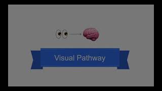 Tricky Topics: Visual Pathway