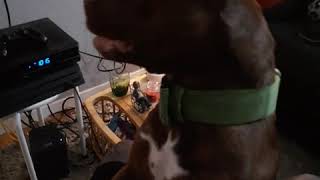 American Pit Bull Terrier Puppies For Sale In Newport News, Va