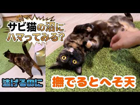 Falling for Torties] This Tsundere Tortoiseshell Kitten Plays