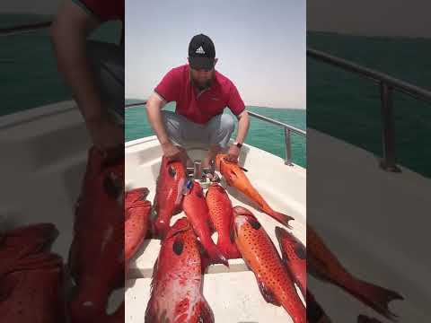 صيد حداق ناجل