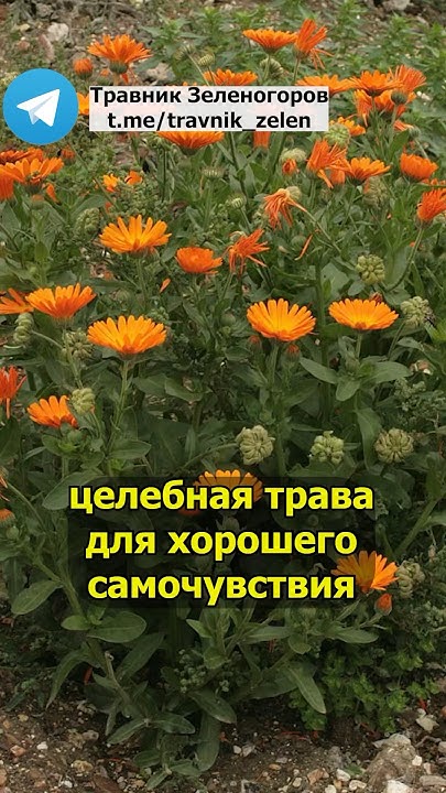 Целебная трава для хорошего самочувствия - YouTube