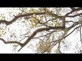 Pipara Ke Pat Ba [ Bhojpuri Video Song ] Sab Ras Le Liyo Re Pinjrewali Muniya Mp3 Song