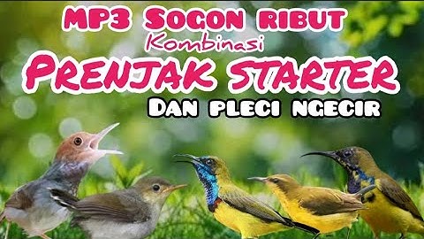 Suara Pikat Sogon Kombinasi Prenjak Starter Dan Pleci Ngecir