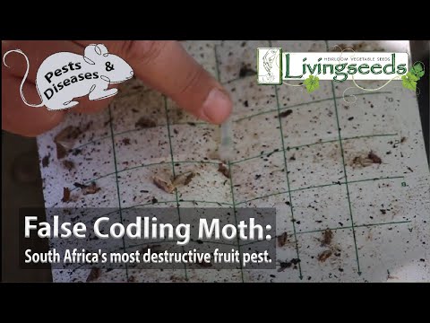 Video: Fruit Pest Is An Unusual Pest