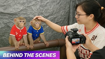 Behind The Scenes – What Happens When Two Monkeys Film Together? | MOCHI Funny Cut
