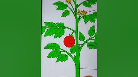 Class 4 General Science Chapter 6