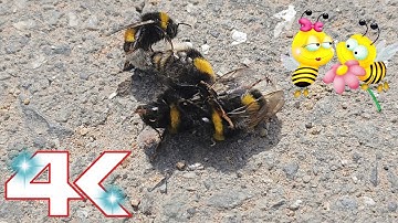 Bumble bee mating two males and one female - NOT YET SEEN ON YouTube