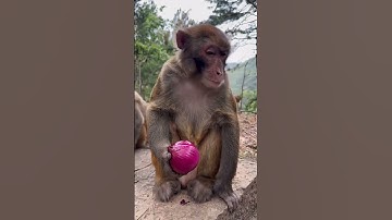 Video Lucu - Monyet yang malang #shorts #videolucu #funny