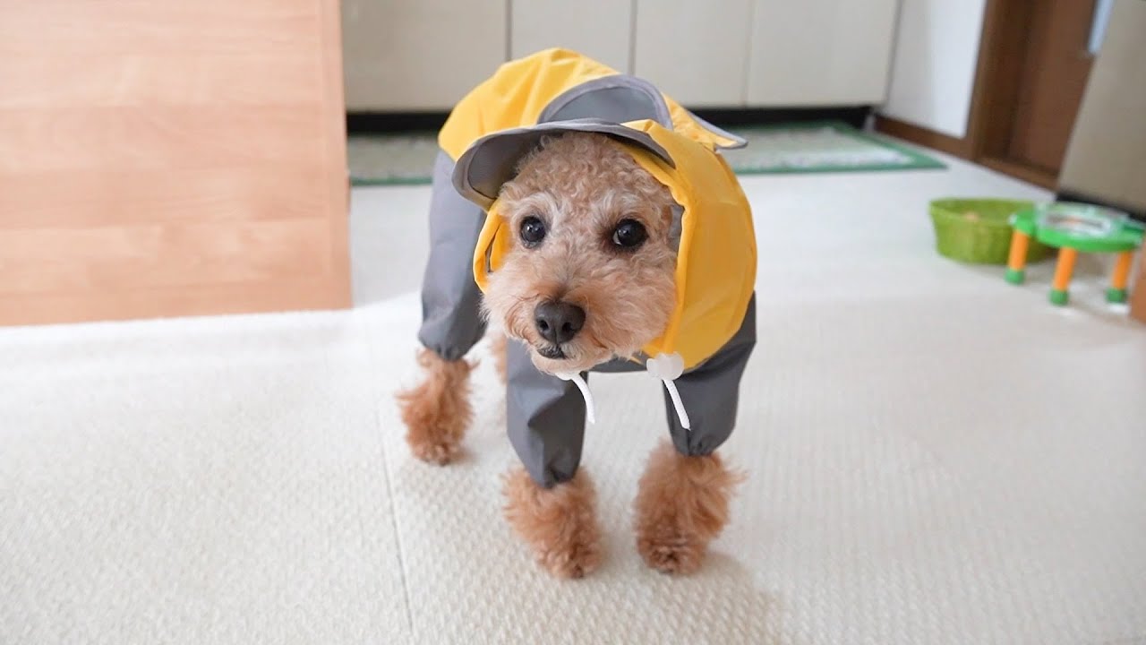 犬のレインコートを着ると動かなくなるわこくん 目で訴える 動けない が可愛いw ミニチュアプードルのわこ Youtube