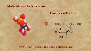 Estructura 3D de las Moléculas de la Glucólisis