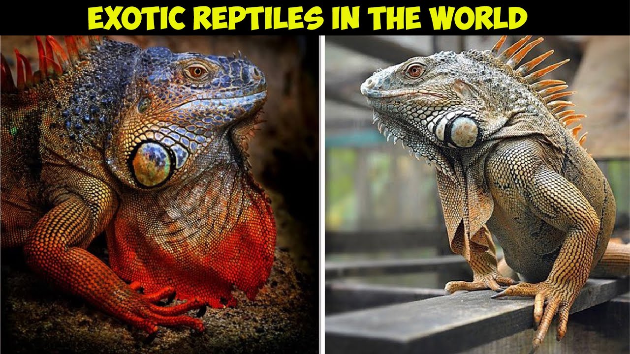 10 Most Unique Exotic Reptiles in The World