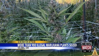 JMET busted illegal marijuana grows on adjacent Selma properties