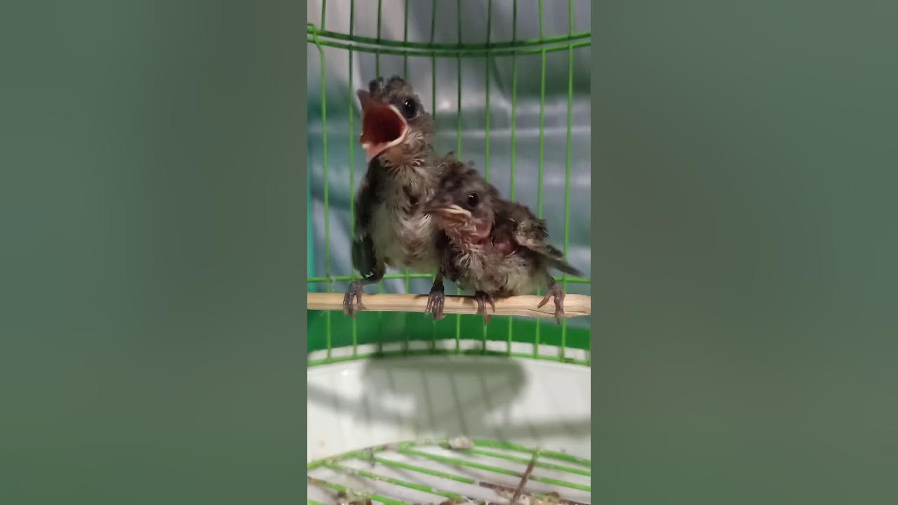 How to feed baby birds YouTube