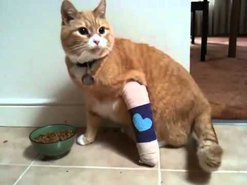 Cats Leg Is Broken In Two Can I Splint It Cats Leg Is Broken In Two Can I Splint It