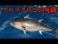 【青森クロマグロ】船長とクロマグロの死闘！！