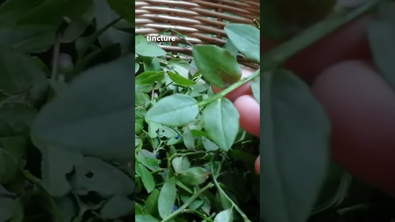 Bilberry Tea Benefits