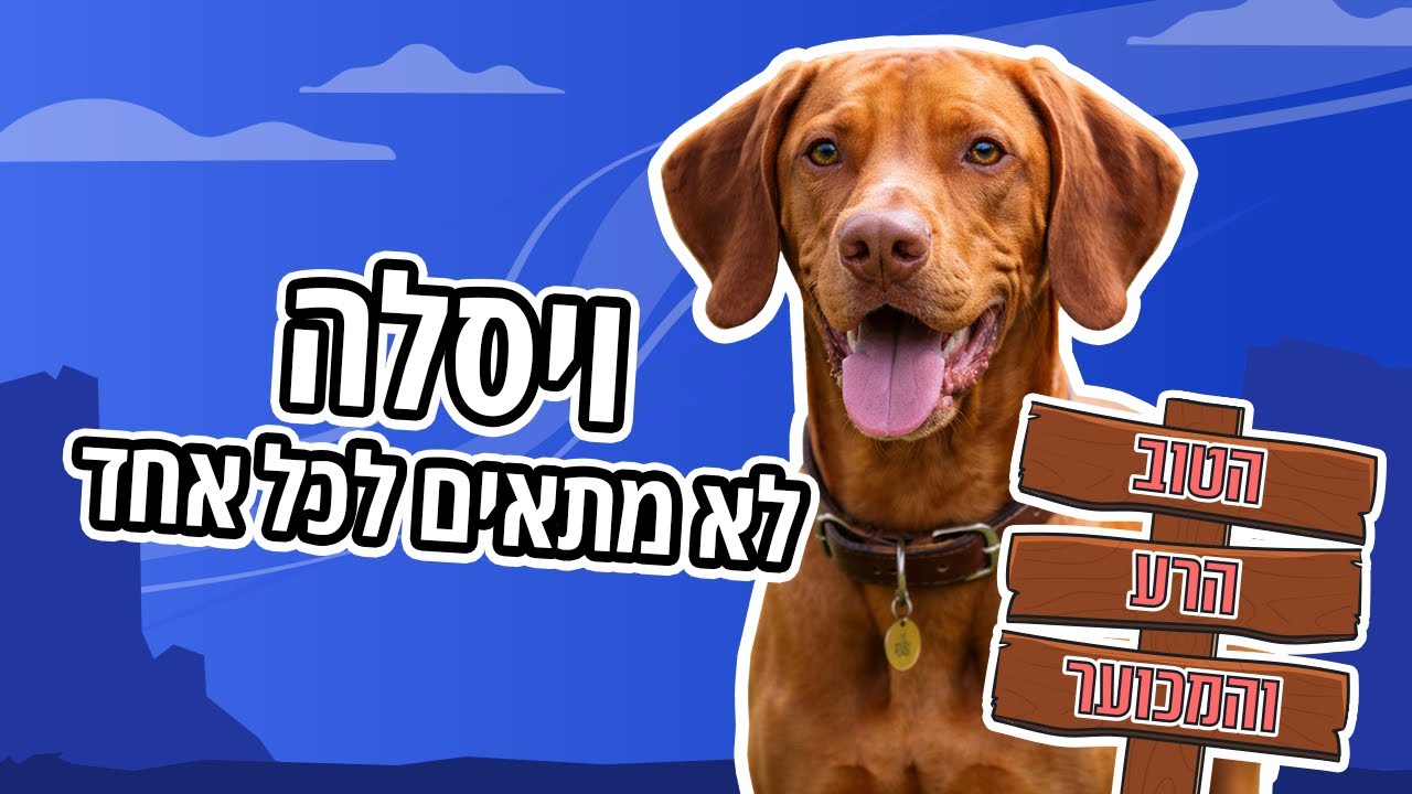 כלב ויסלה | כל מה שצריך לדעת | הטוב, הרע והמכוער - YouTube