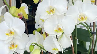 Как я поливаю свои орхидеи! #орхидеи #поливорхидей #рекомендации #рекомендации