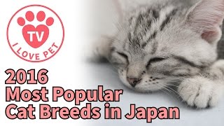 [PET info#5]2016 Most Popular Cat Breeds in Japan TOP10  lovely cats