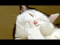 СМЕШНЫЕ КОТЫ!👍🙂/ ПОЗИТИВ ДЛЯ ДРУЗЕЙ😍