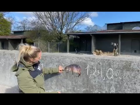 Video: Hvordan Bli En Profesjonell Dyrepasser / Hundevandrer