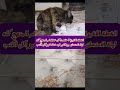 مياو تبكي بسبب الندم...#cat#قطط#امتحانات#ثانوية #cute#كيوت#حزن#اغاني#حيوانات#ميمز#ضحك#العاب#روايات