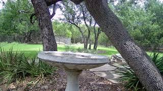 Birdbath 2