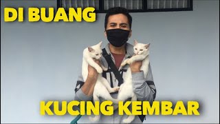 RESCUE ANAK KUCING KEMBAR KISAH CATLOVERS