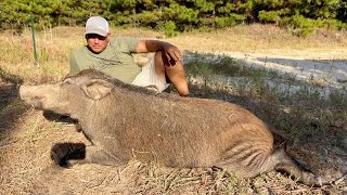 Trapped Huge Wild Boar Pig \/ Bluegill Catch*Clean*Cook Using Hovsco E-Bike