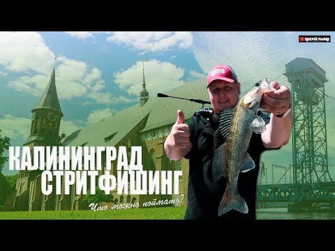 Video: Fisk I Kaliningrad-stil