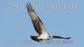 ミサゴ、狩りの成功率は?  2023.12-2024.01 葛西臨海公園　鳥類園　上の池