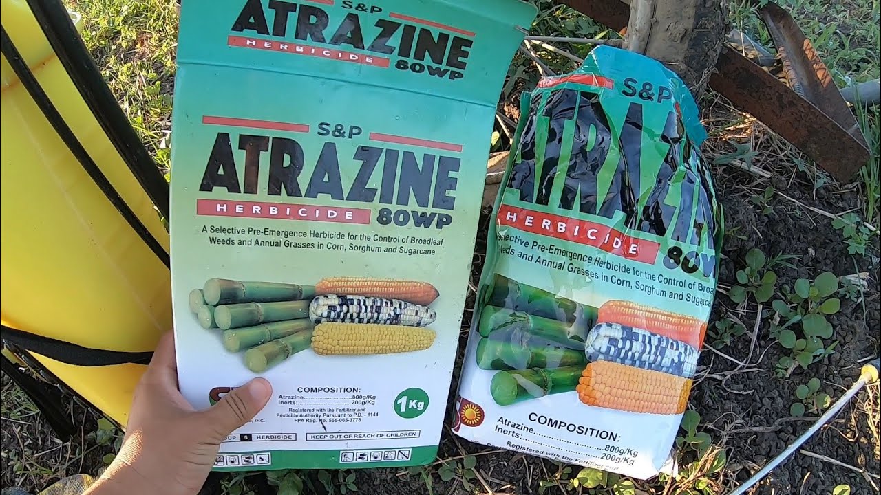 ATRAZINE (gamit sa pamatay damo sa mais na seed production)