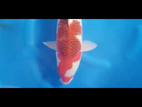 Exclusieve Ai Goromo Koi met Verfijnd Indigo Patroon wacht op jou! 🐟 - KOI-62203 Maak kennis met onze exclusieve Ai Goromo Koi van topkweker Oofuchi! Deze prachtige Koi van 52-53 cm en 3 jaar oud (Sansai) heeft een uniek patroon van inten...