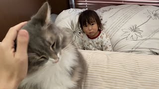 飼い主の上で寛いでいても娘には譲ることになる猫 ノルウェージャンフォレストキャットA cat giving daughter a place to relax.