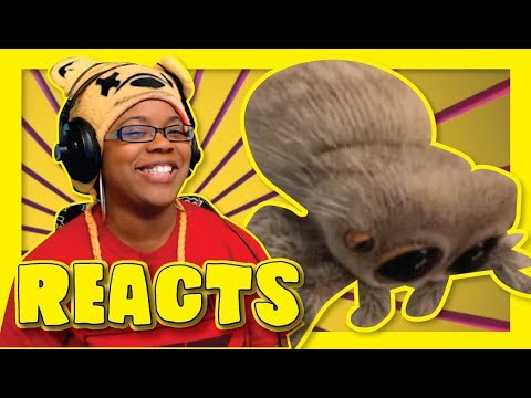 Lucas The Spider It Slipped | Animation Reaction