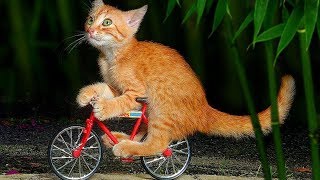「かわいい猫」 笑わないようにしようとしてください - 最も面白い猫の映画 #356 by Kute Cats 21,341 views 5 years ago 10 minutes, 32 seconds